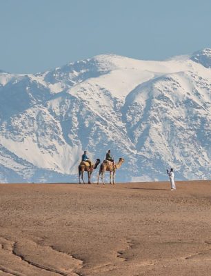 DROMADAIRE-SCARABEO-ATLAS-COUPLE